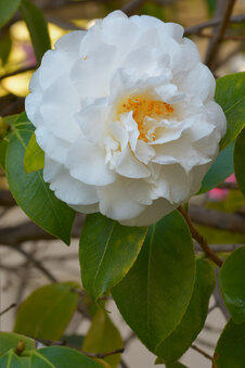 Enlarge photo 3