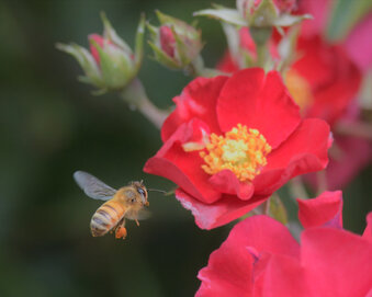Enlarge photo 6