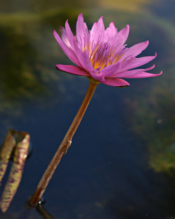 Enlarge photo 17