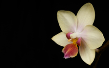 January, 2011