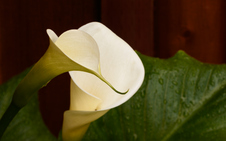 Enlarge photo 21