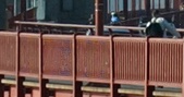 Enlarge photo 262