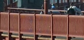 Enlarge photo 263