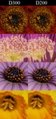 Enlarge photo 275