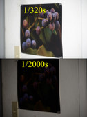 Enlarge photo 67