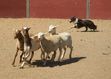 Enlarge photo 44