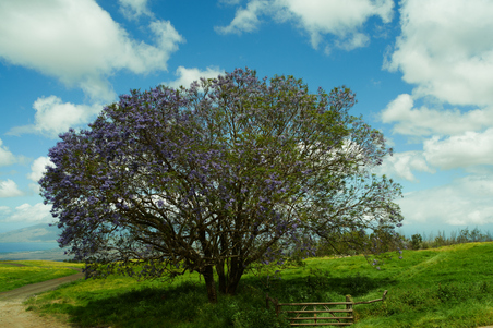 Enlarge photo 37