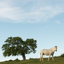 Enlarge photo 192