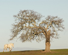 Enlarge photo 174