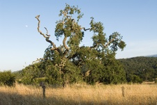 Enlarge photo 141