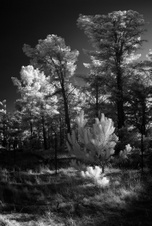 Enlarge photo 251