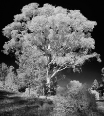 Enlarge photo 249