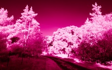 Enlarge photo 260