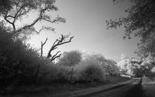 Enlarge photo 257