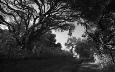 Enlarge photo 259