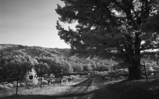 Enlarge photo 254