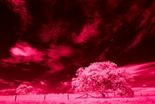 Enlarge photo 271