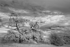 Enlarge photo 270