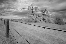 Enlarge photo 273