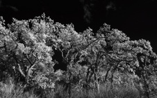 Enlarge photo 337