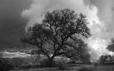 Enlarge photo 91