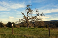 Enlarge photo 223