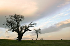 Enlarge photo 103