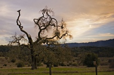 Enlarge photo 365