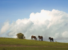 Enlarge photo 96