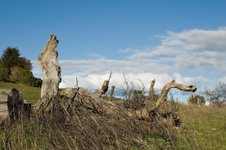 Enlarge photo 129