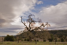 Enlarge photo 367