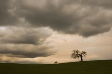 Enlarge photo 354