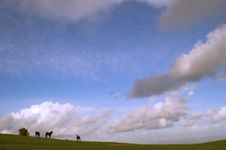 Enlarge photo 93