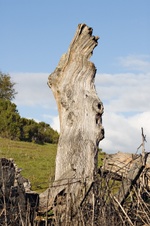 Enlarge photo 128
