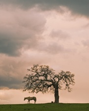 Enlarge photo 119