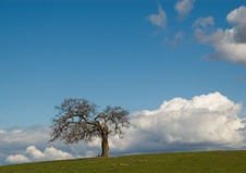 Enlarge photo 347