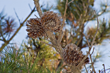 Enlarge photo 349