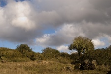 Enlarge photo 363