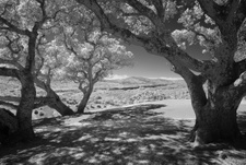Enlarge photo 276