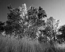 Enlarge photo 268