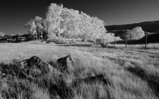 Enlarge photo 281