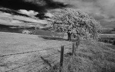 Enlarge photo 319