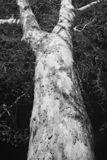 Enlarge photo 85