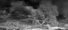 Enlarge photo 78
