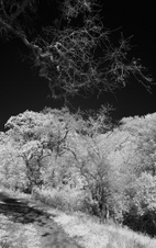 Enlarge photo 75