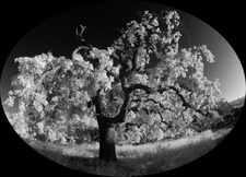 Enlarge photo 46