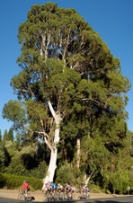 Enlarge photo 241