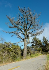 Enlarge photo 264