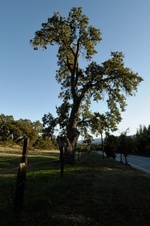 Enlarge photo 316
