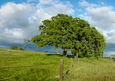 Enlarge photo 67